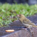 Foudia madagascariensis, Female