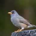 Hypsipetes olivaceus