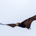 pteropus-niger-mauritius.jpg