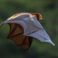 pteropus-niger-mauritius-3.jpg