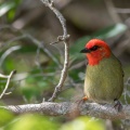 Foudia rubra, Male