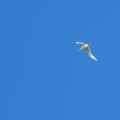 Phaethon rubricauda