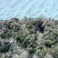 Pterois volitans