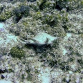 lambis-mauritius.jpg