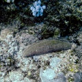 herpolitha-limax-mauritius.jpg
