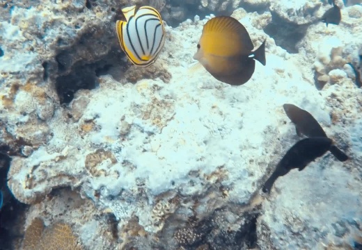Chaetodon meyeri, Zebrasoma scopas