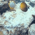 chaetodon-meyeri-zebrasoma-scopas-mauritius.mp4