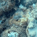 gorgonian-mauritius.mp4