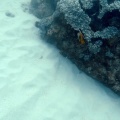 heniochus-monoceros-mauritius.mp4