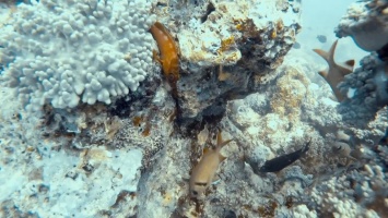 Epinephelus fasciatus, Chaetodon interruptus