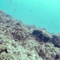 gymnothorax-meleagris-mauritius.mp4