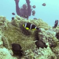 dascyllus-trimaculatus-mauritius.mp4