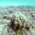 pedum-spondyloideum-mauritius.mp4
