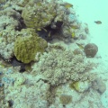 gymnothorax-javanicus-mauritius.mp4
