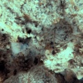 mantis-shrimp-mauritius.mp4