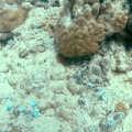 syngnathinae-pipefish-mauritius.mp4
