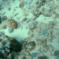 starfish-mauritius.mp4