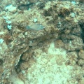 sufflamen-bursa-mauritius.mp4