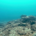 chelonia-mydas-mauritius.mp4