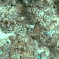 cephalopod-mauritius.mp4