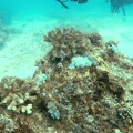 paracirrhites-arcatus-mauritius.mp4