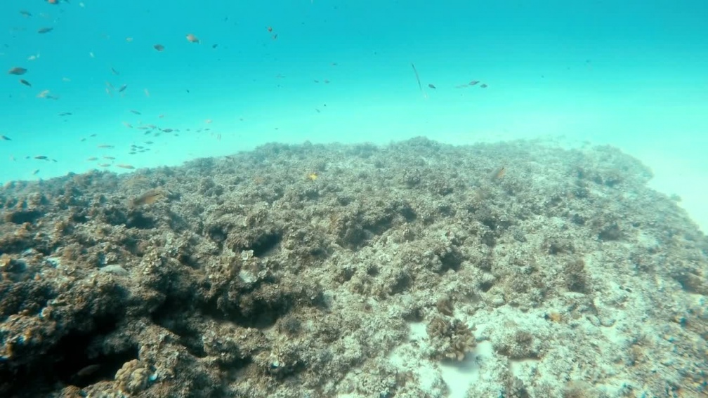 Aulostomus chinensis - aulostomus-chinensis-mauritius.mp4 aulostomus-chinensis-mauritius.mp4