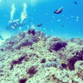 Labroides dimidiatus cleaning Pterois volitans