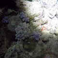 starfish-mauritius-2.mp4