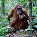 pongo-abelii-indonesia.mp4