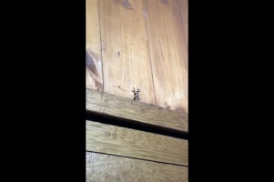 Gekko gecko catching Mantis