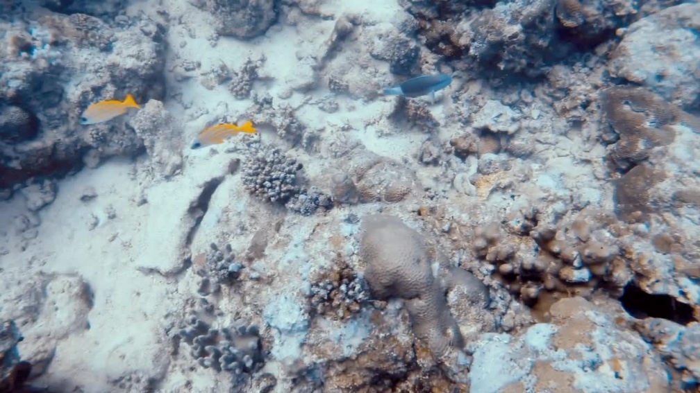 Scarus frenatus - scarus-frenatus-mauritius.mp4 scarus-frenatus-mauritius.mp4