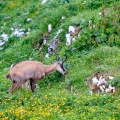 Rupicapra pyrenaica (Chamois)