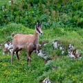 Rupicapra pyrenaica (Chamois)
