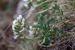 Astragalus australis (L.) Lam.