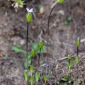 Comastoma tenellum (Rottb.) Toyok.
