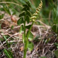 Botrychium lunaria (L.) Swarz