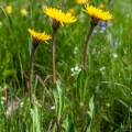 Hypochoeris uniflora Villars