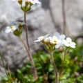 Androsace chamaejasme Wulfen