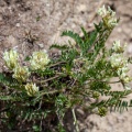 Oxytropis campestris (L.) DC.