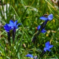 Gentiana bavarica L.