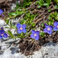 Veronica fruticans Jacq.