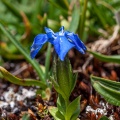 Gentiana orbicularis Schur