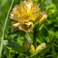 Gentiana punctata L.