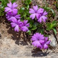 Primula integrifolia L.