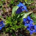 Gentiana acaulis L.