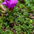 Saxifraga oppositifolia L.