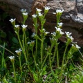 Saxifraga androsacea L.