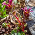 Saxifraga biflora All.