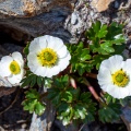 Beckwithia glacialis (L.) Á.Löve & D.Löve