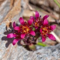 saxifraga-biflora-switzerland-3.jpg